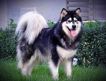 狗狗訓(xùn)練學(xué)校有用嗎？都訓(xùn)練什么項目？